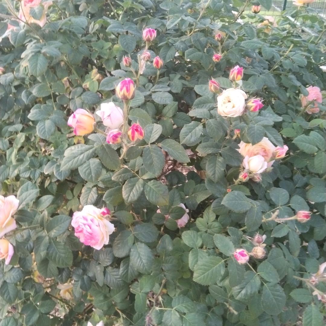 徐红旗