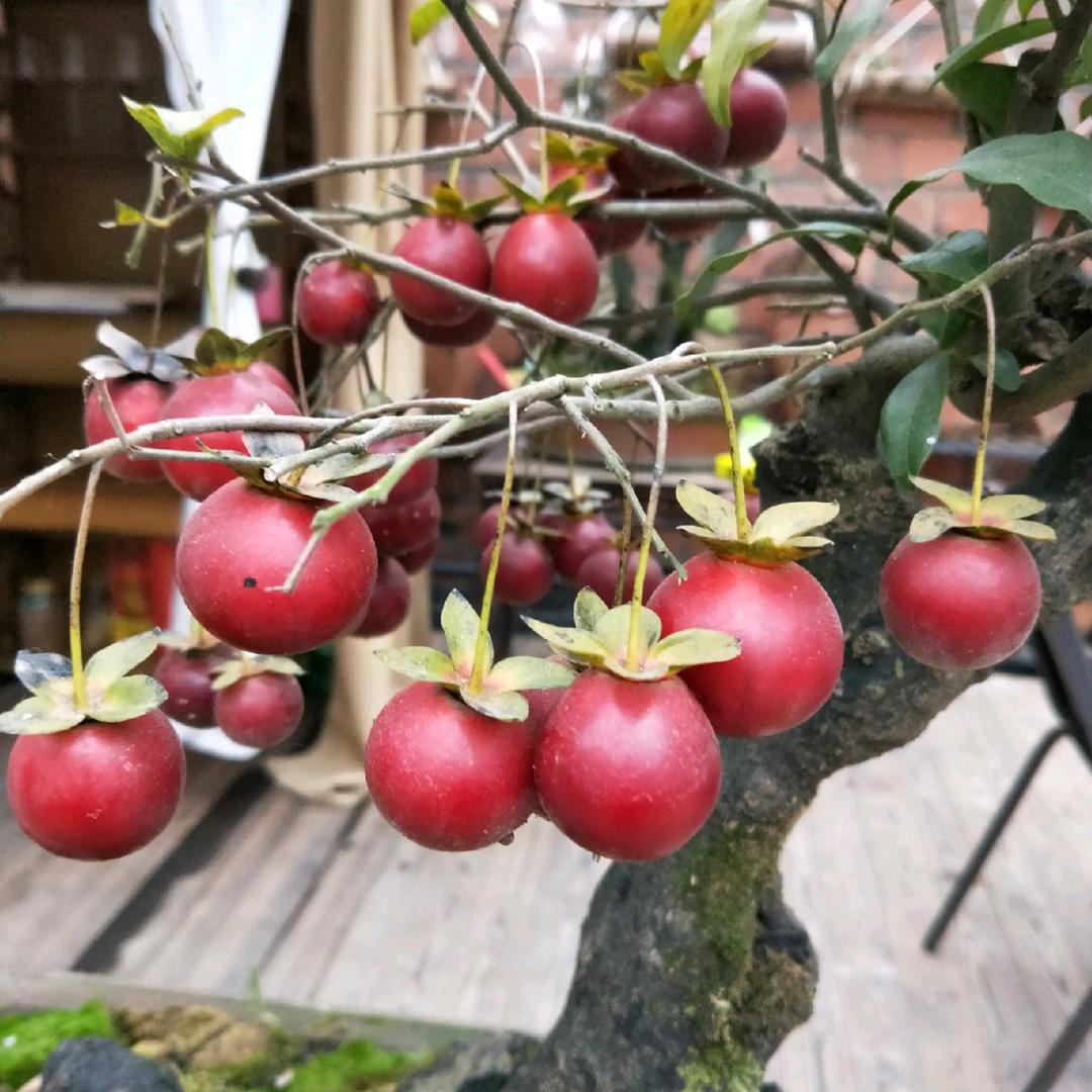 风化土营养土