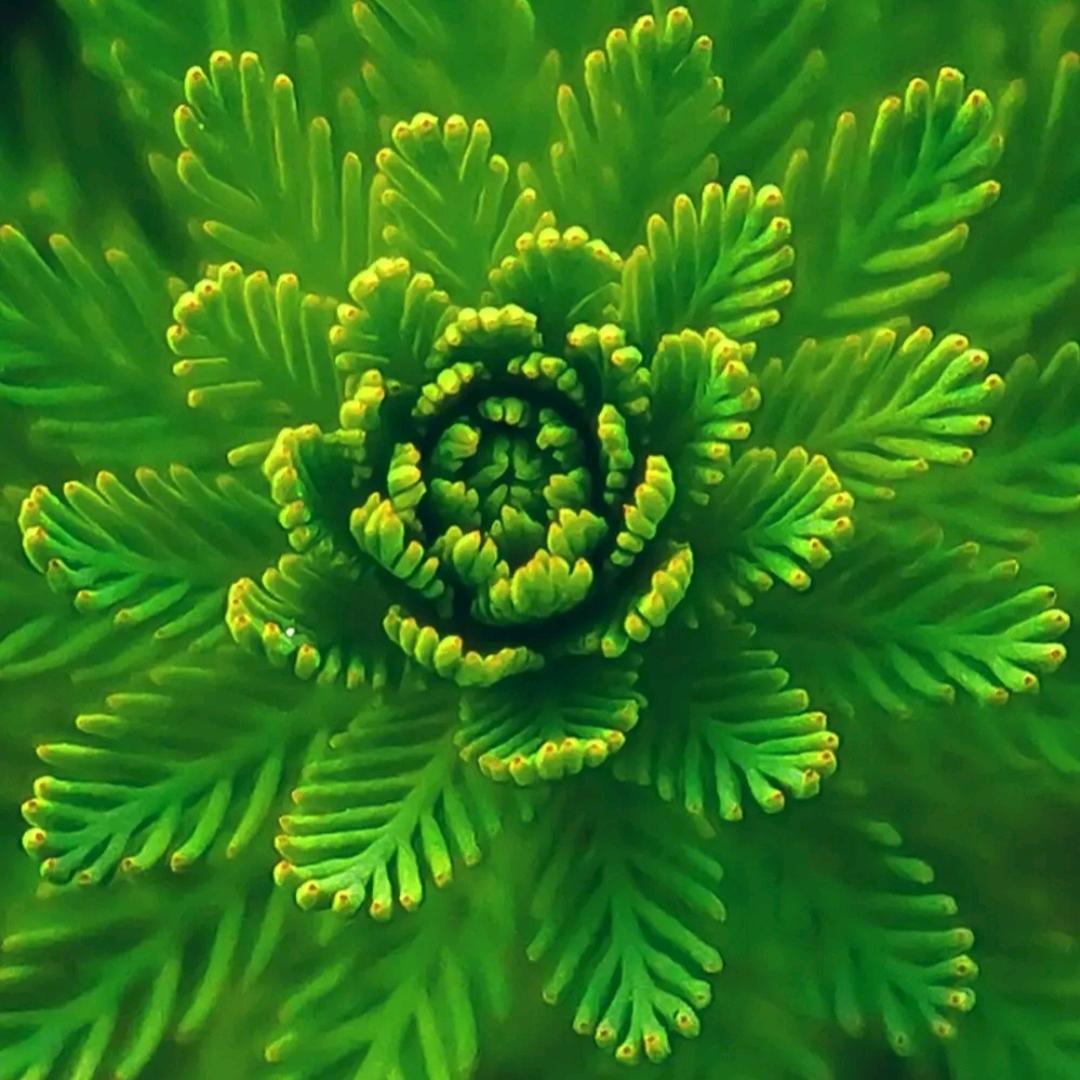 橙子橙