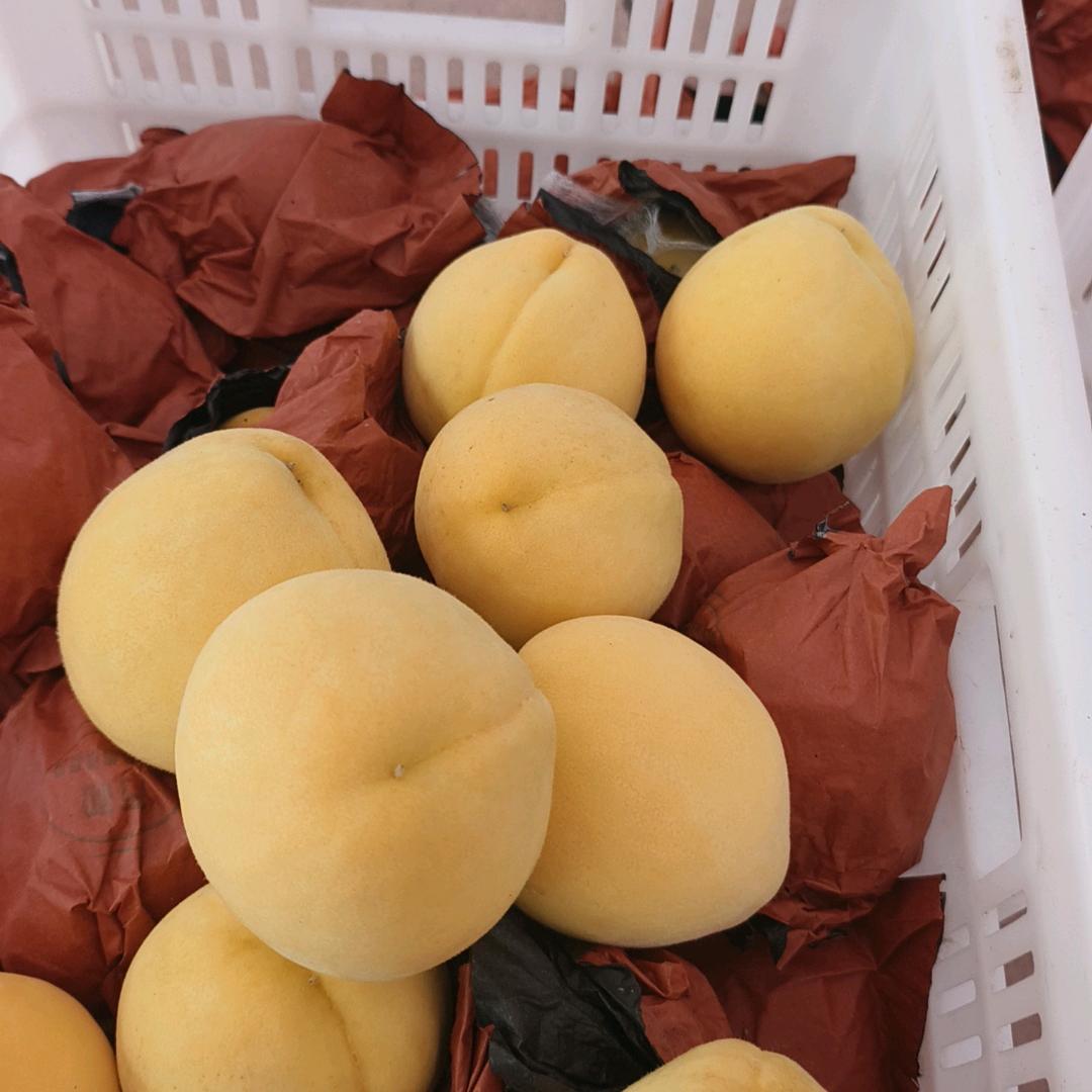 炎陵黄桃