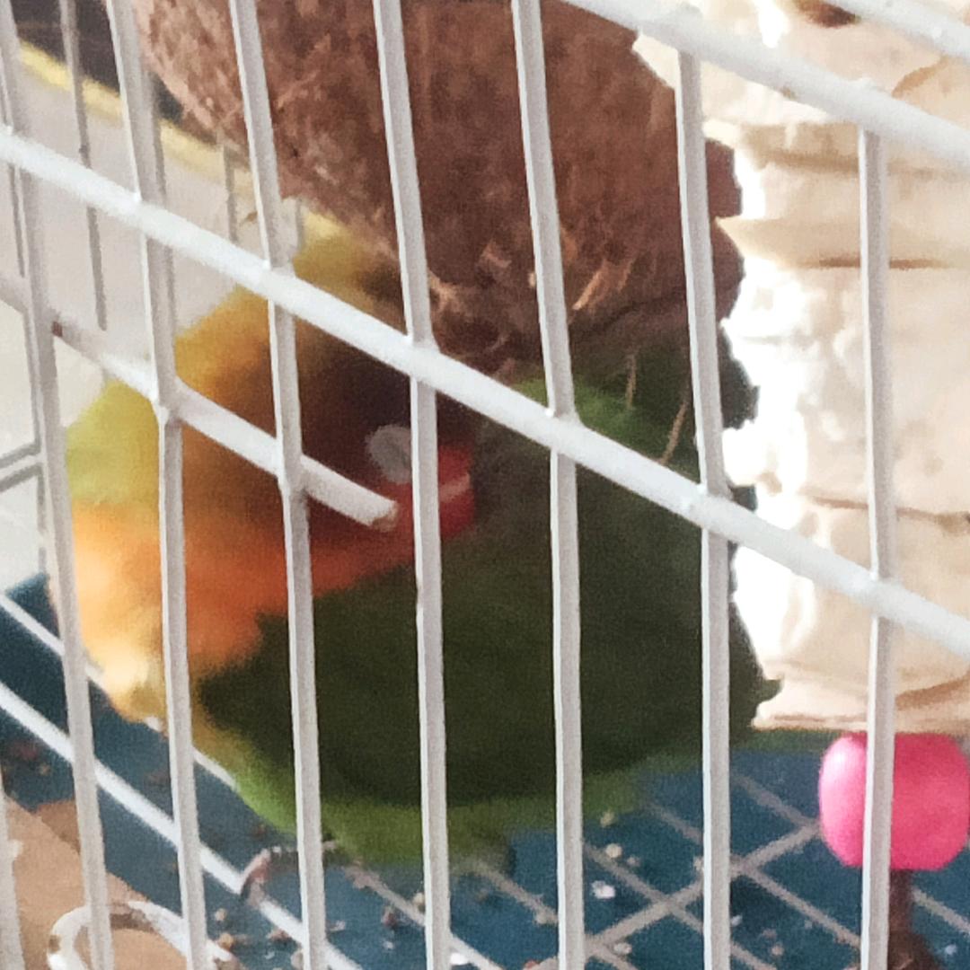 小麻雀