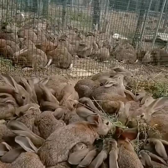 弘旺~养殖场