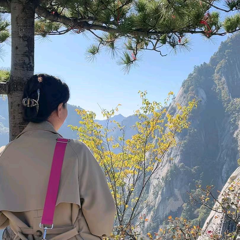 紫色郁金香🌷