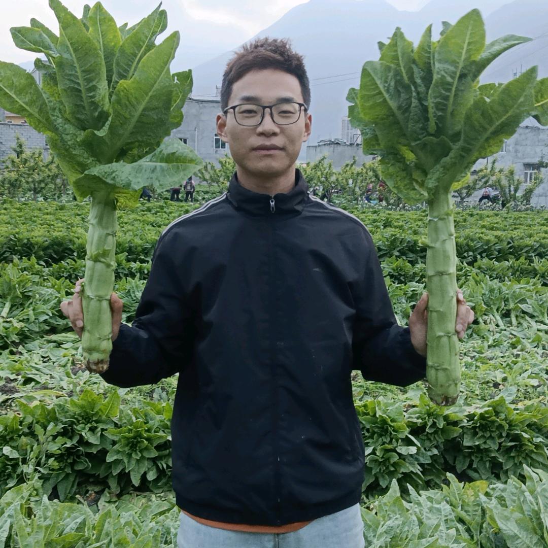 高俊 （四川三青莴笋）