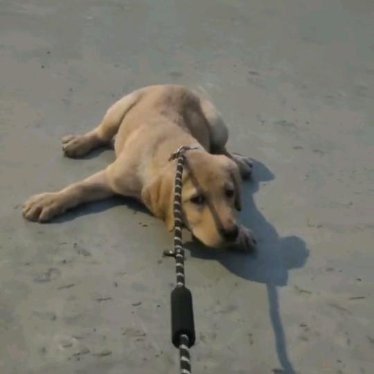 死臭死臭的蛋