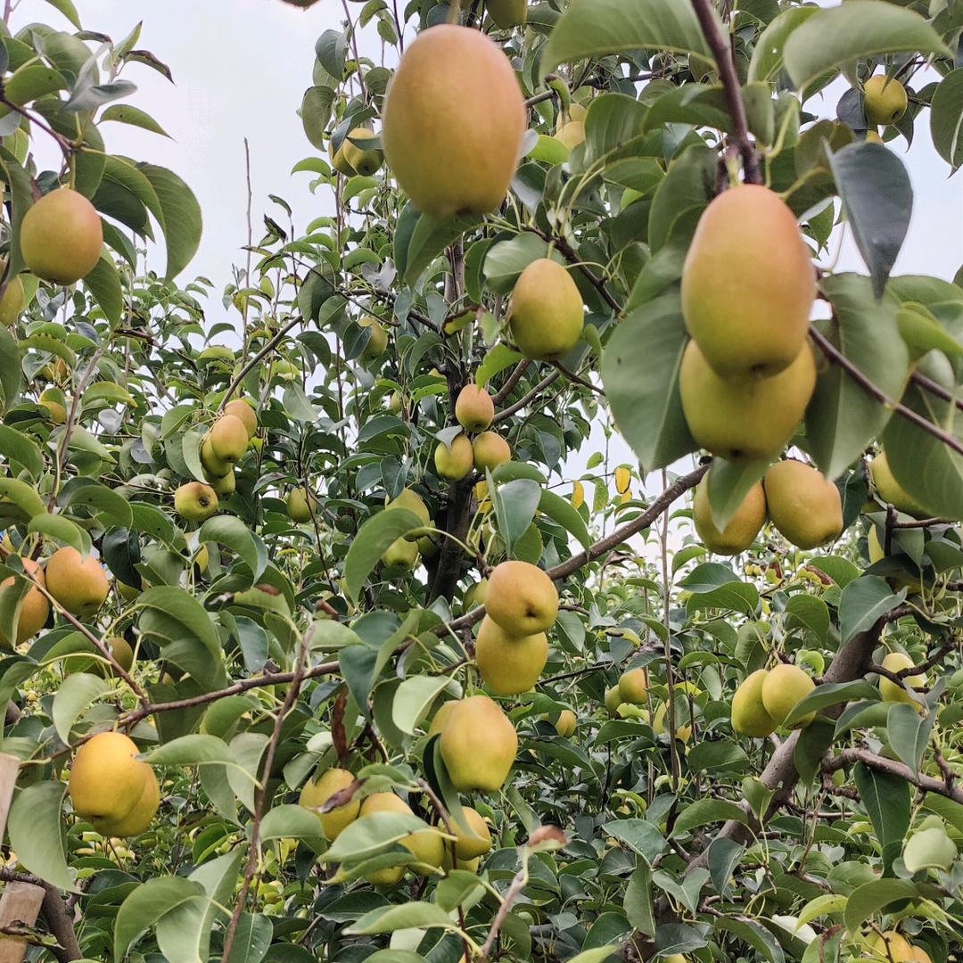 沾化冬枣宏远果园