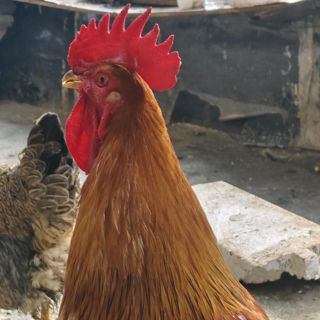 黔多好物～吴姐（暂时休息）