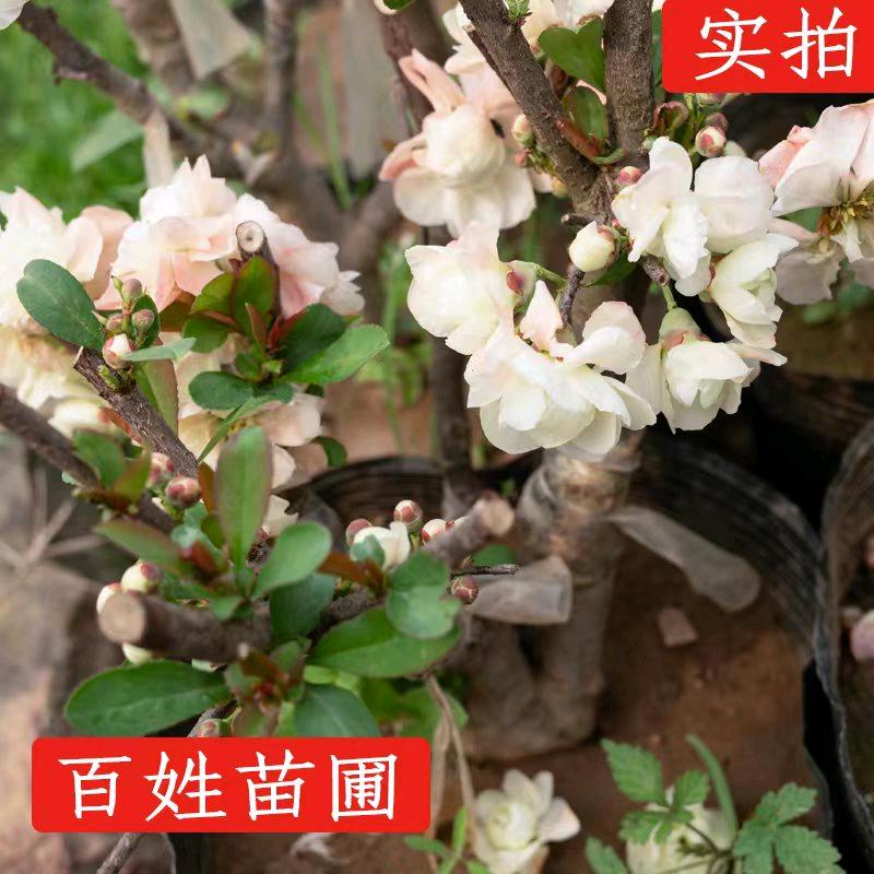 百姓苗木