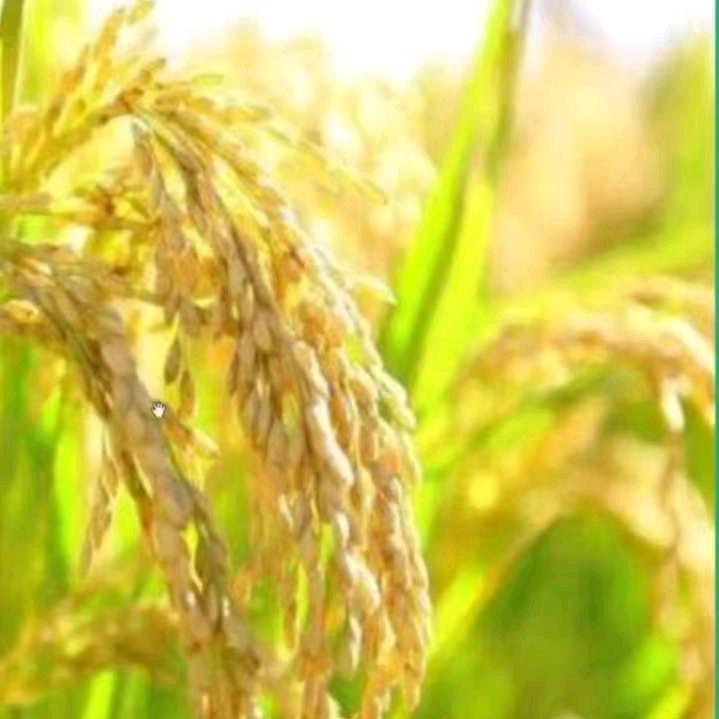 蓉姐（手工手钩珠绣花）