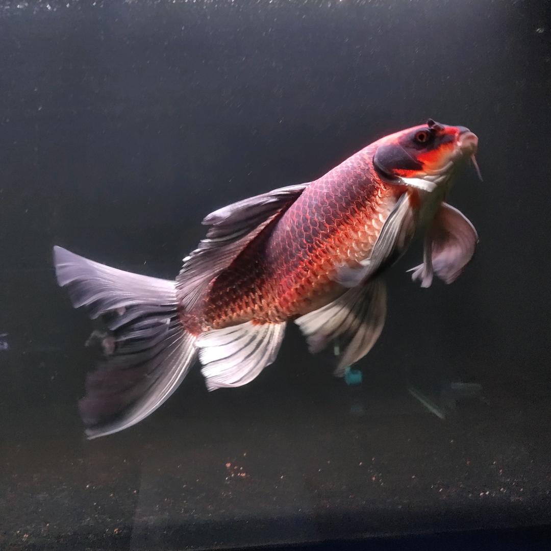 梓禧蝴蝶鲤（梓禧水族店）