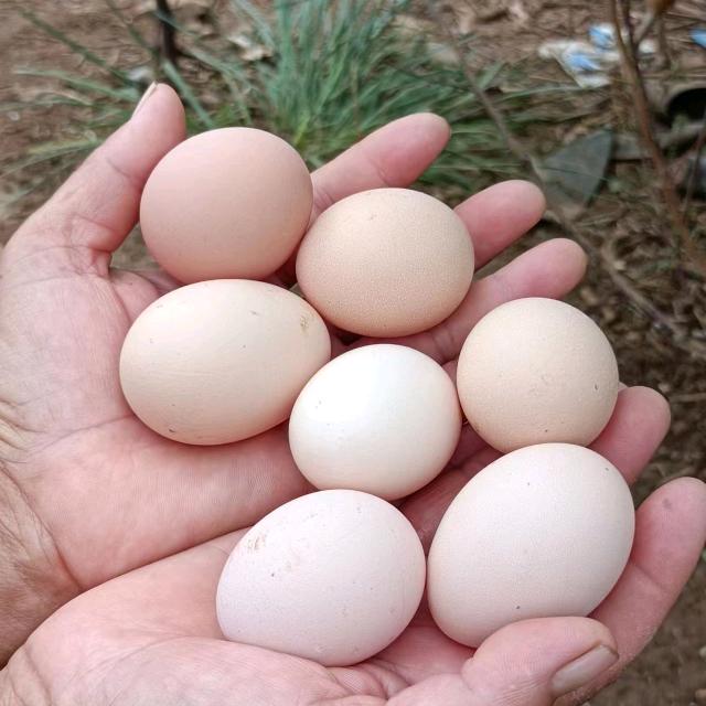 邳州正宗散养鸡（苹果园）