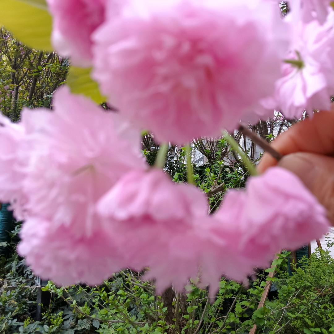 花果园大锅卤