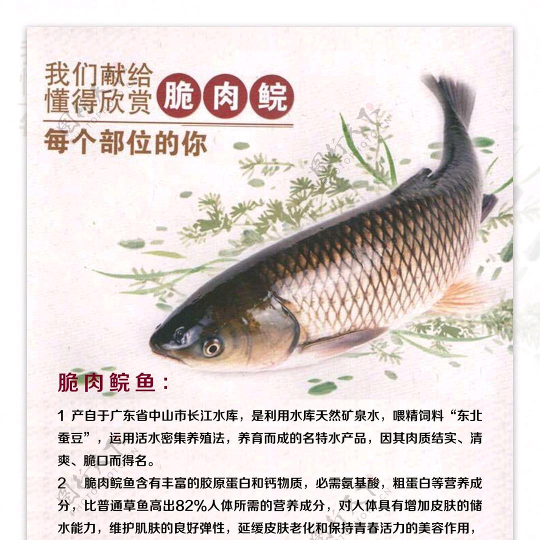 安徽省阜阳市阜南县脆肉鲩鱼店