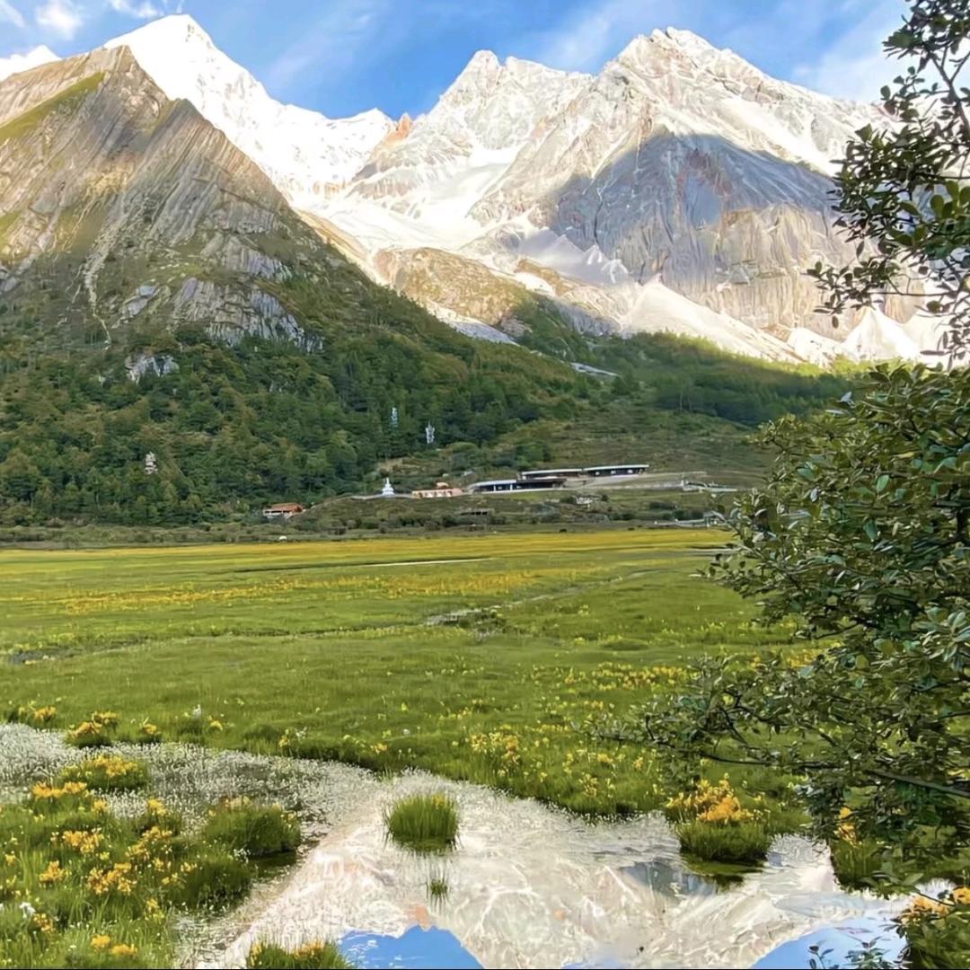 油菜花-