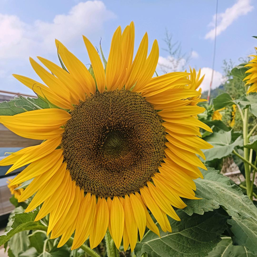 向日葵🌻🌻