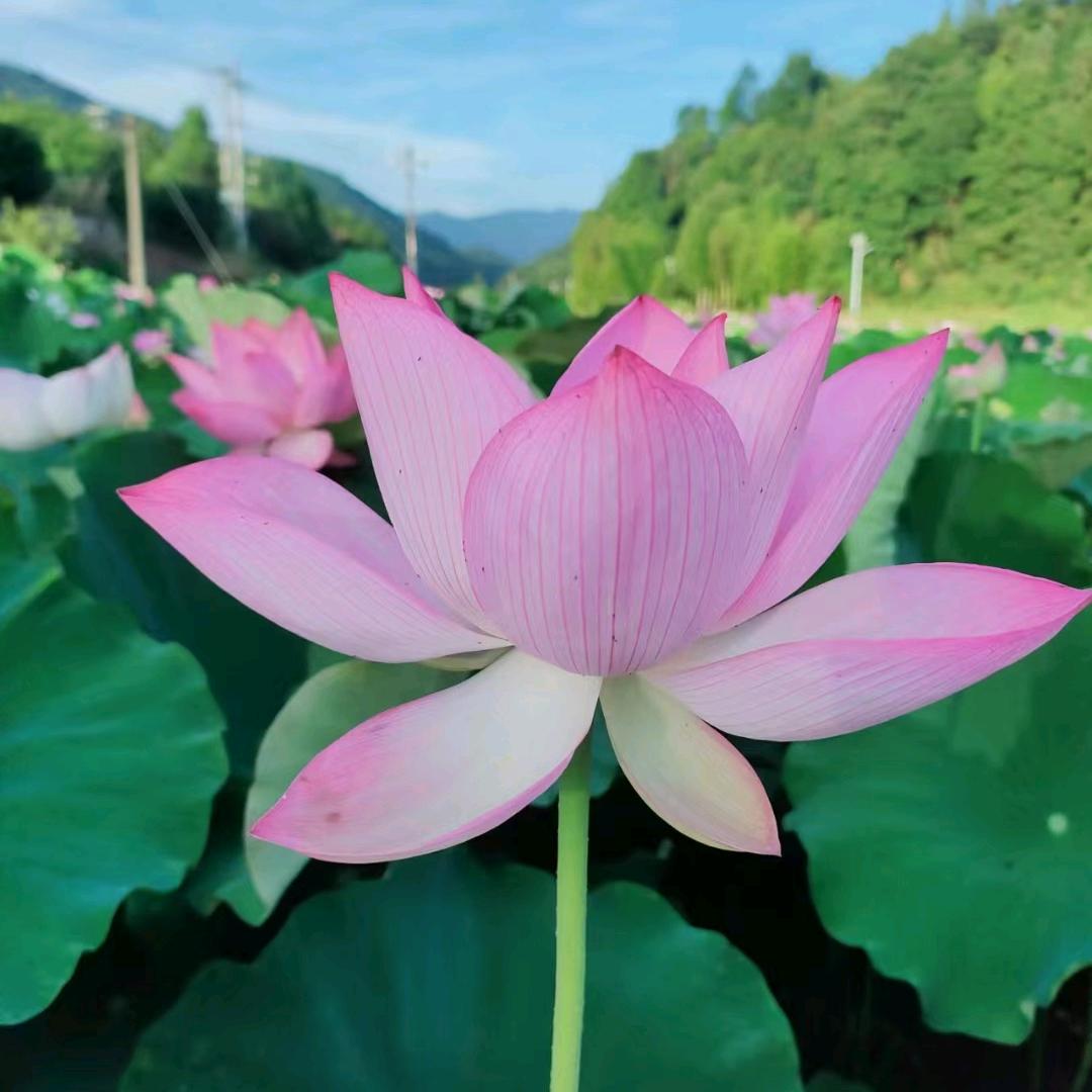 @@好运来