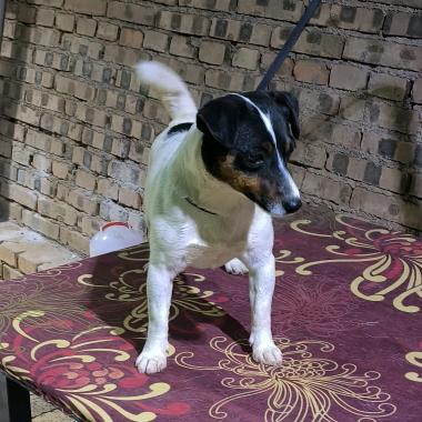 《宏海犬舍》杰克与鹿犬