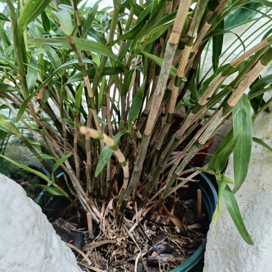 风声水起