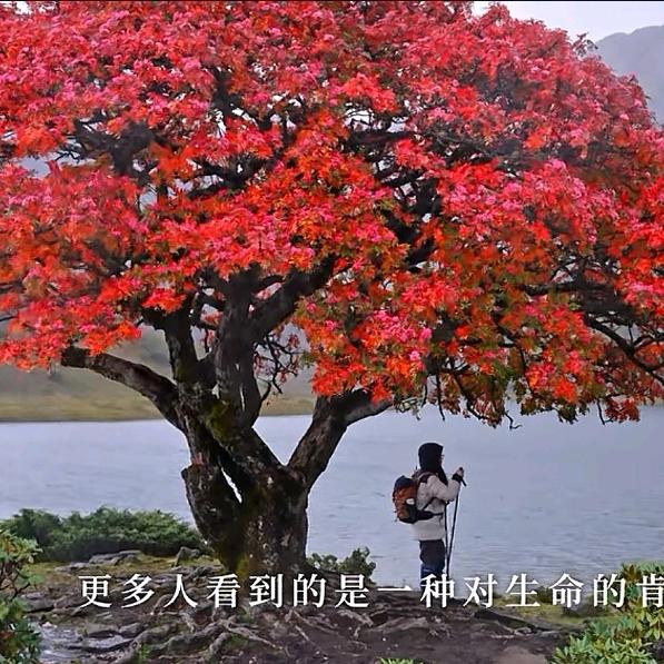 紫苏