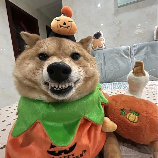 小熊.