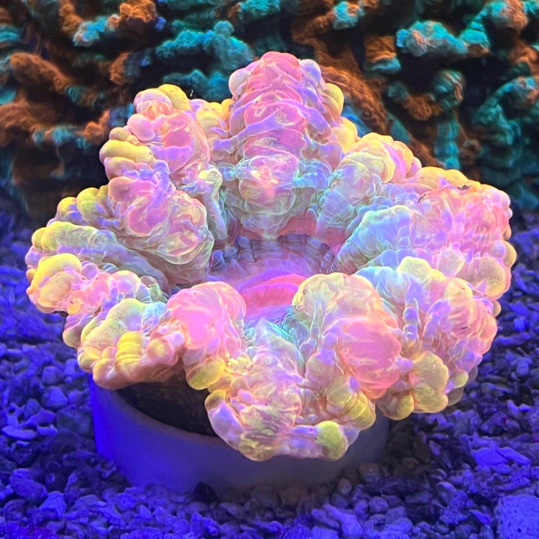 柒号仓海水鱼场