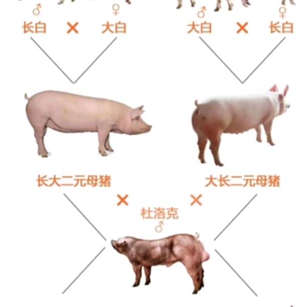 贵州妹子养猪