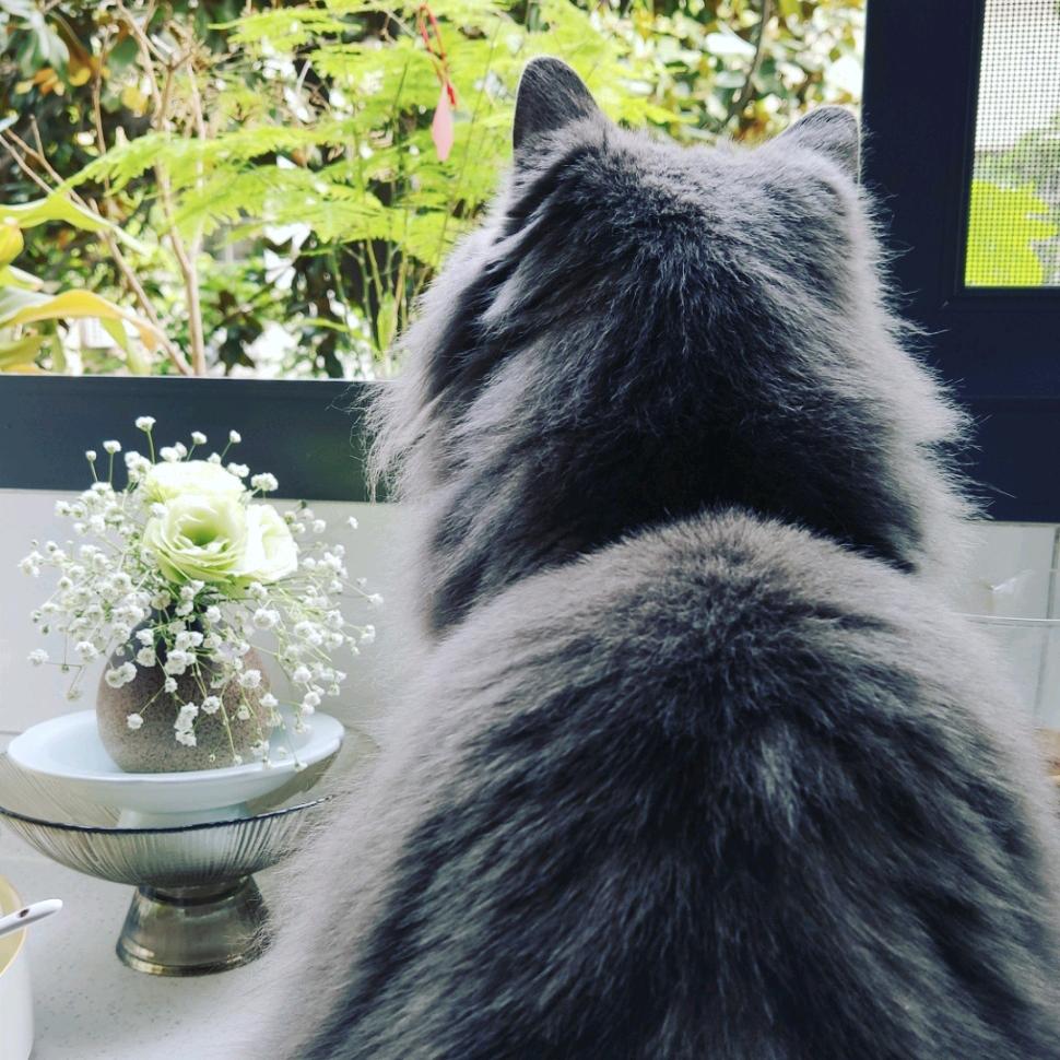 羊一猫