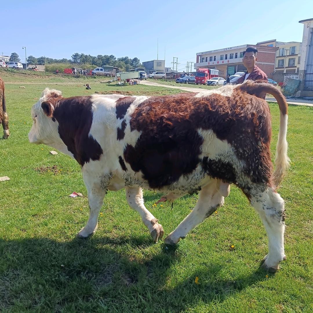 抓好牛，找小冷，代办