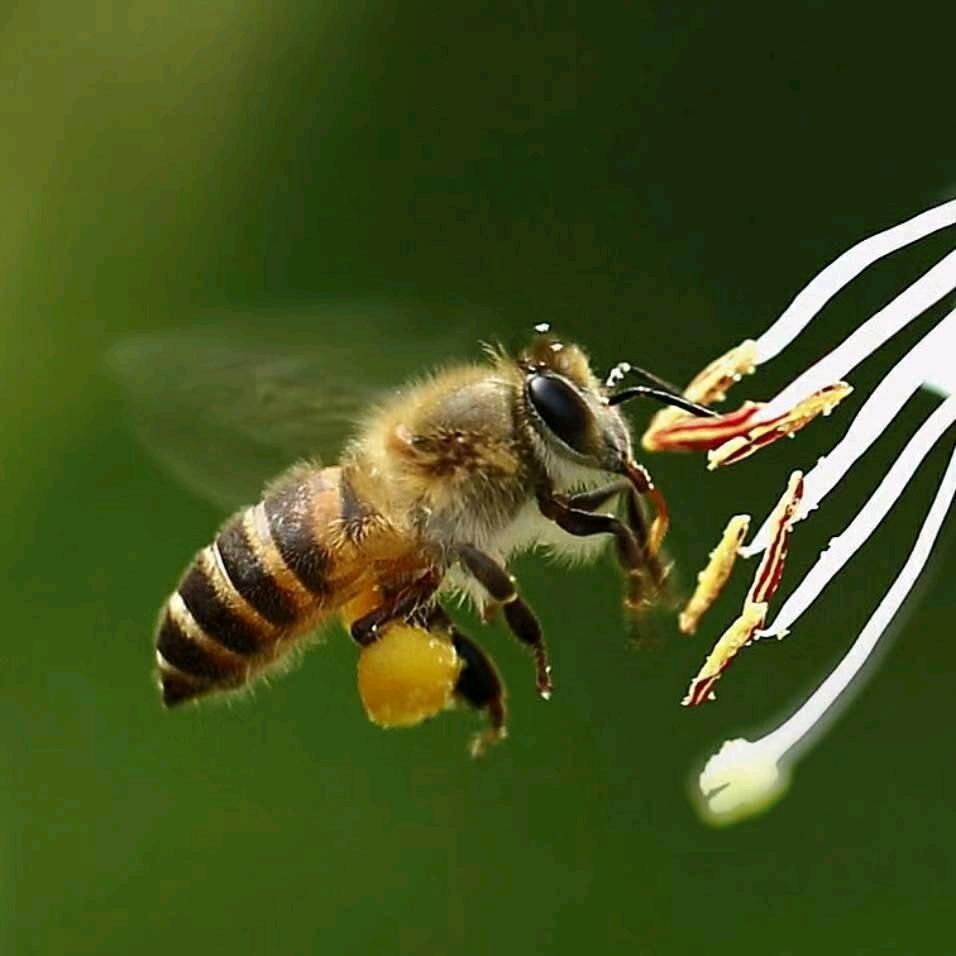 蜜参菌蜂蜜企业店