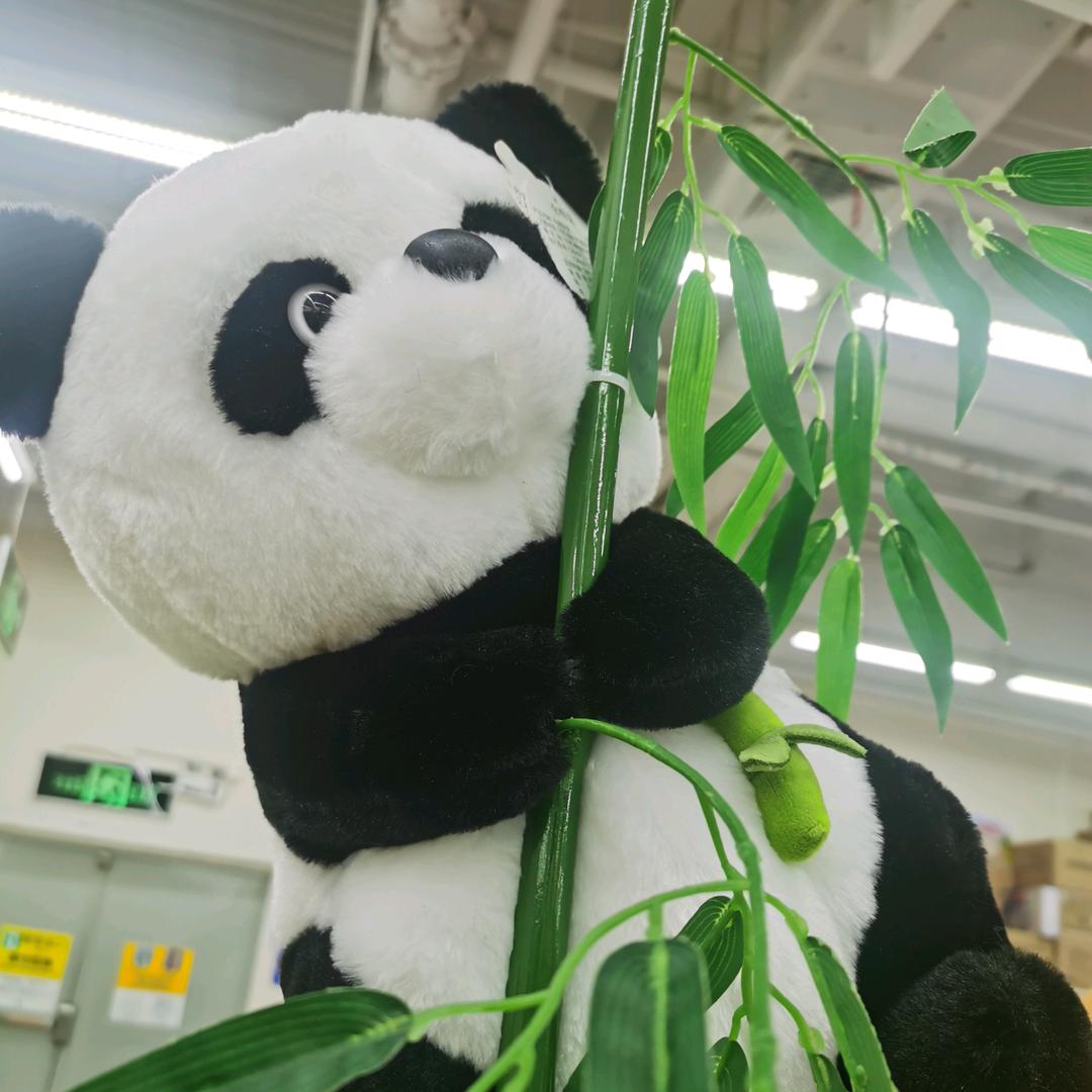 $熊猫@