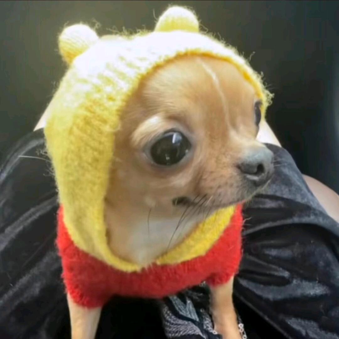 咴咴头像