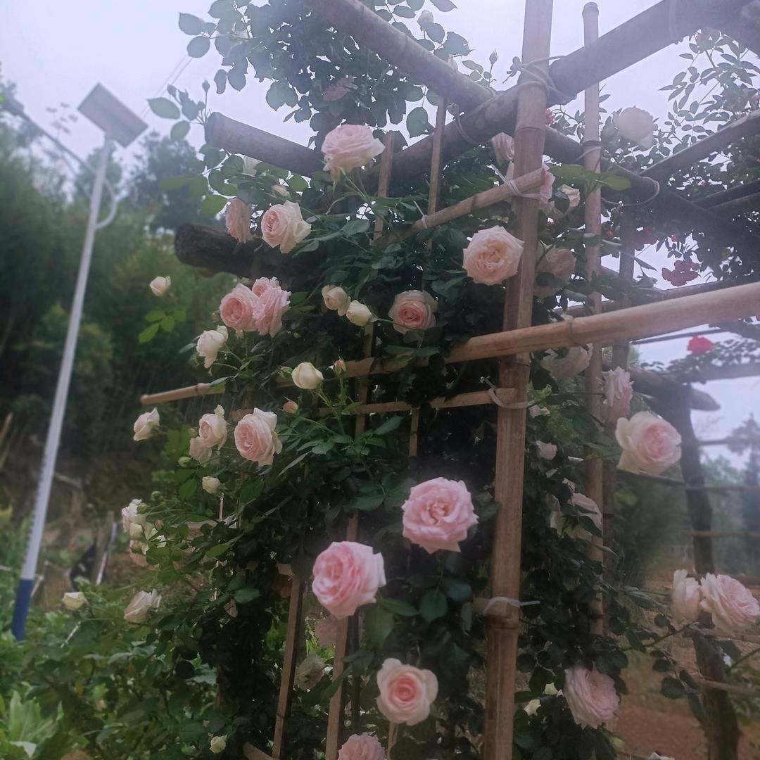 缘分天注定❤️❤️