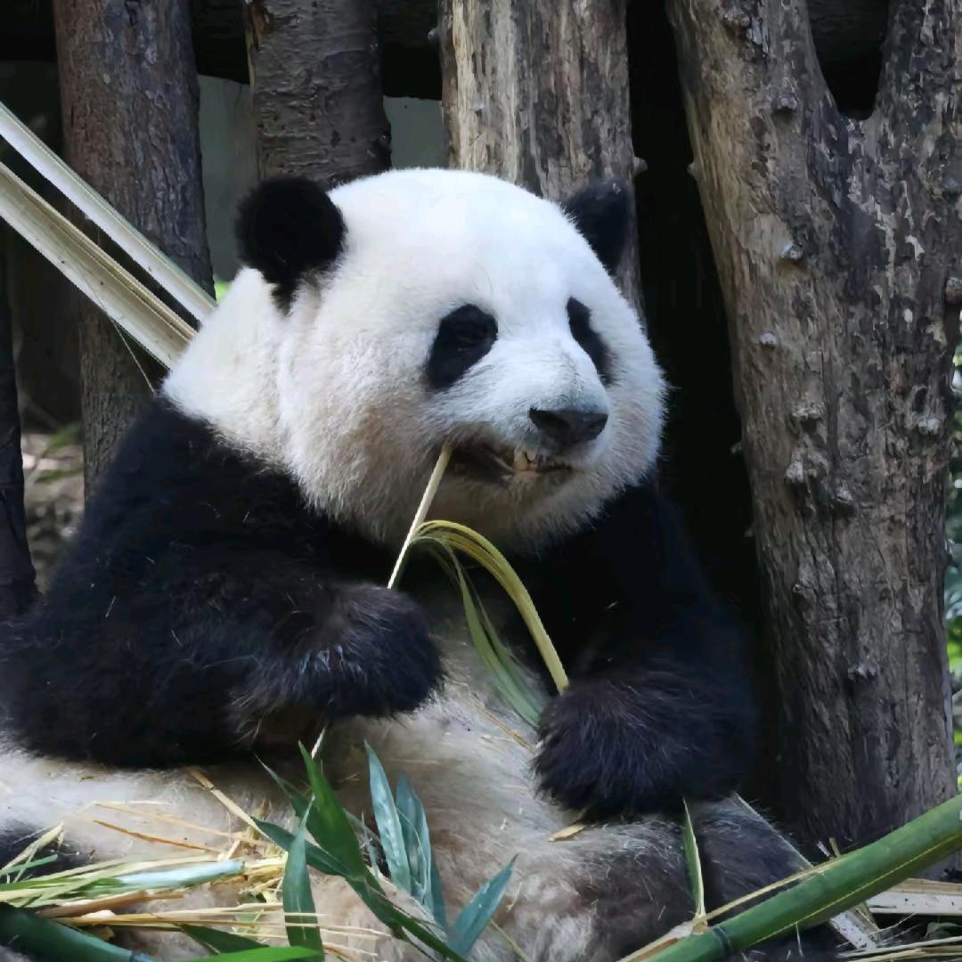 小心我拱你啊