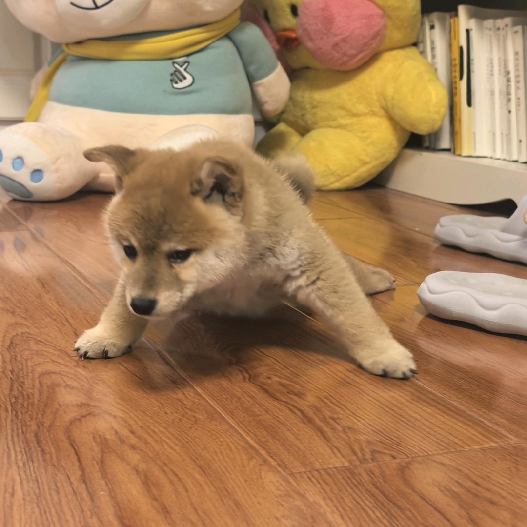 飞飞傻狍