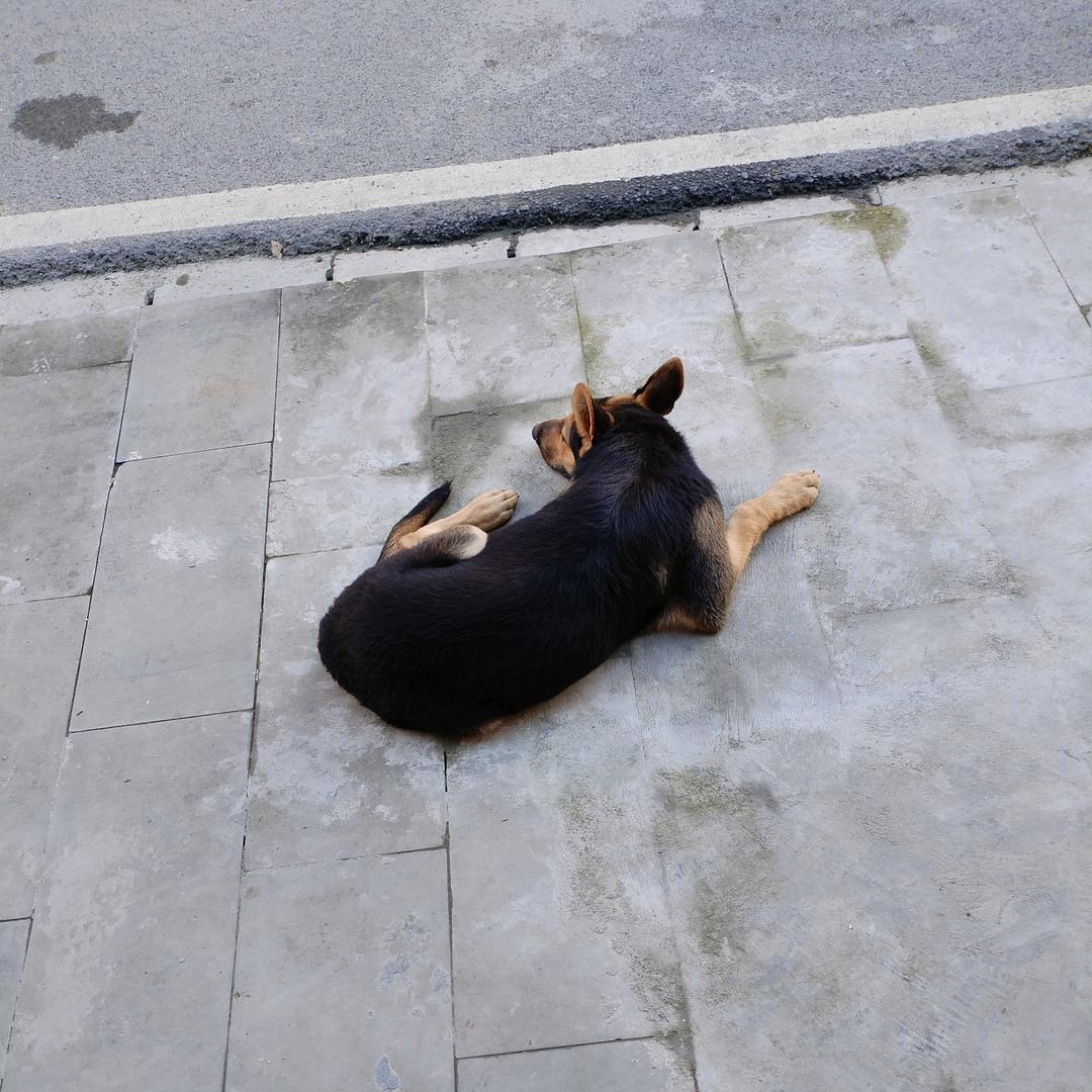 飞哥