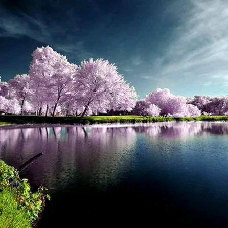 薇尔莉特•伊芙加登