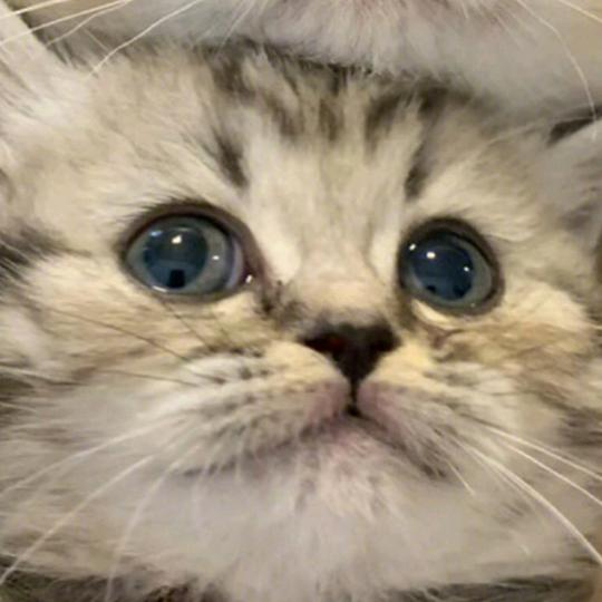 @一只猫