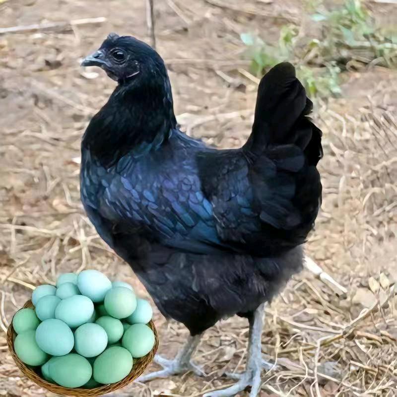 岐岭忠信家禽批发