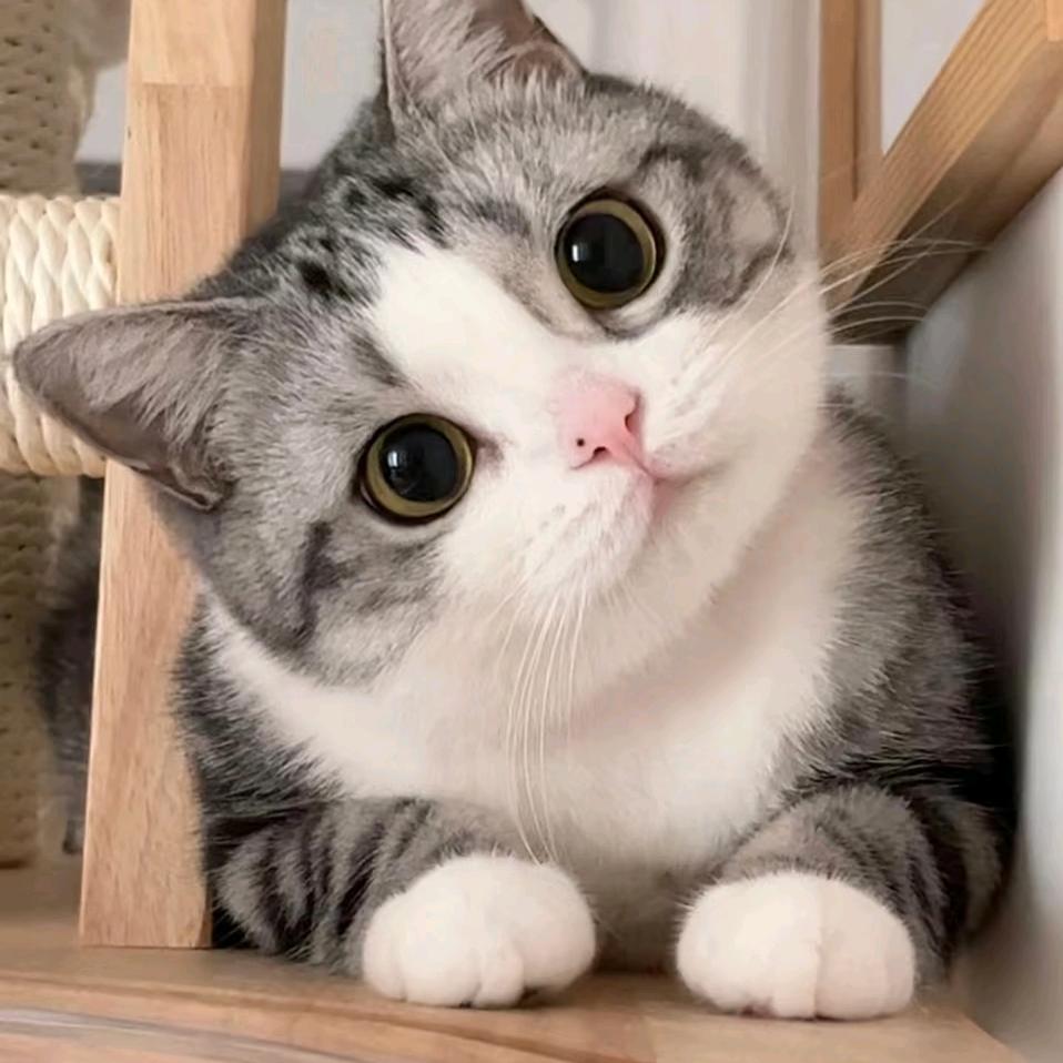 -Co