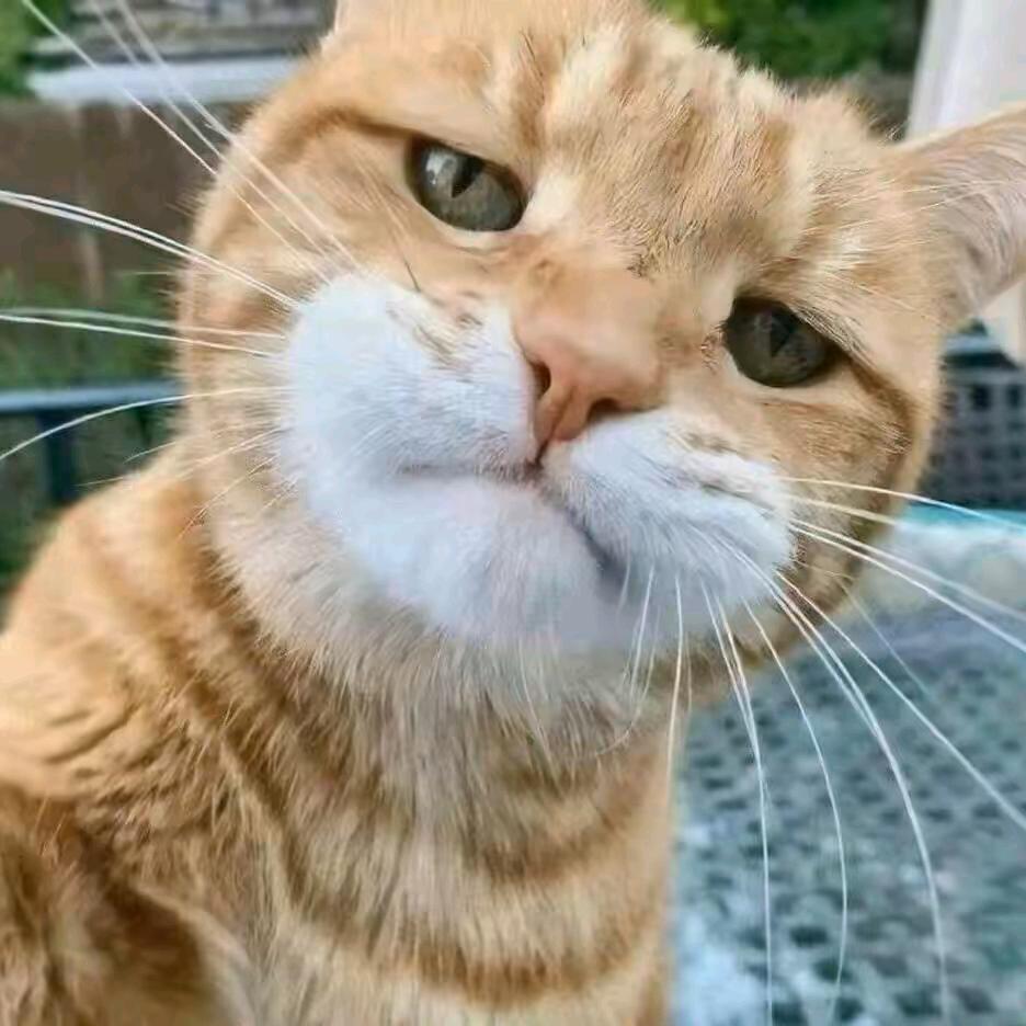 一只猫视界@抖音