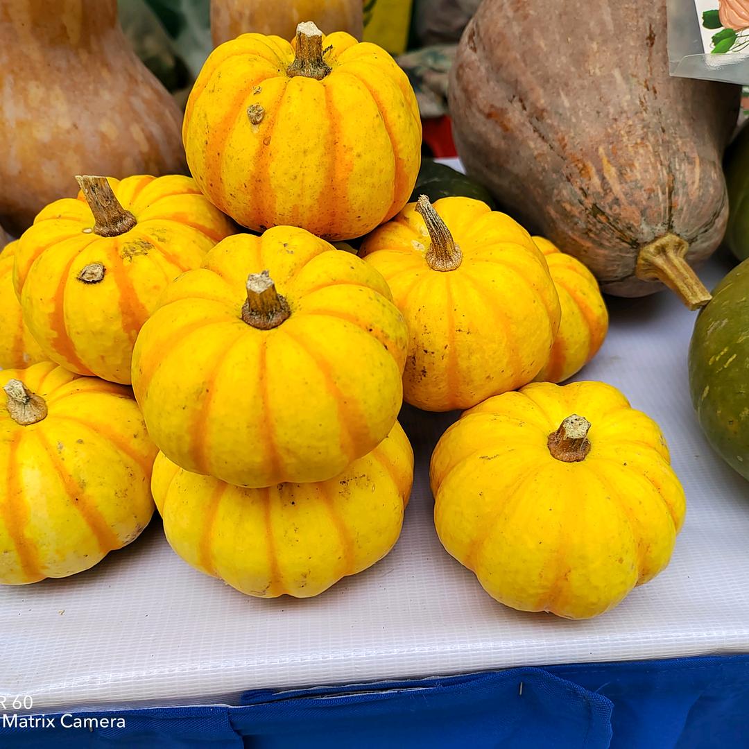 娄底市赛莲果蔬种植专业合作