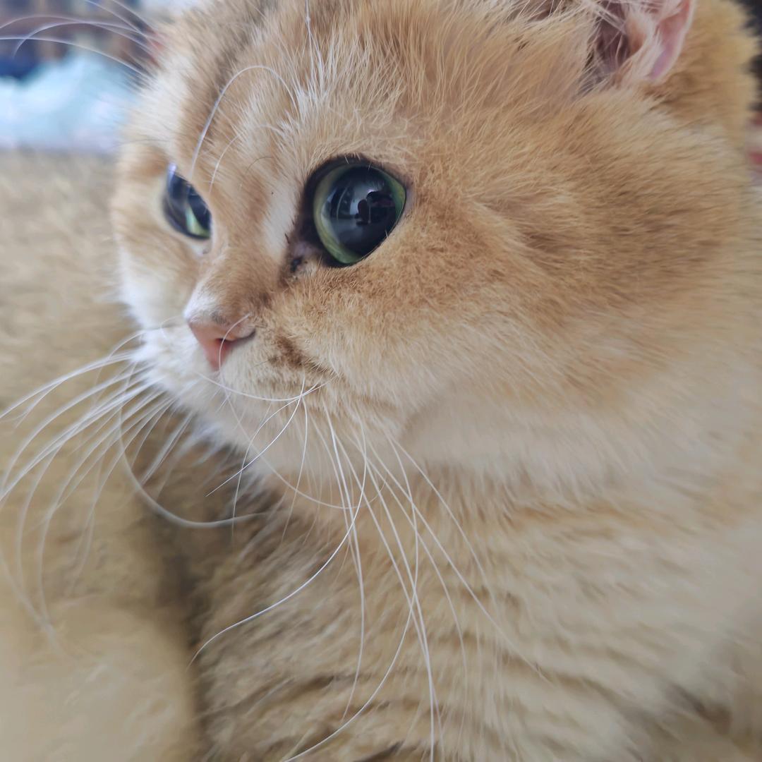 金条不止是只猫