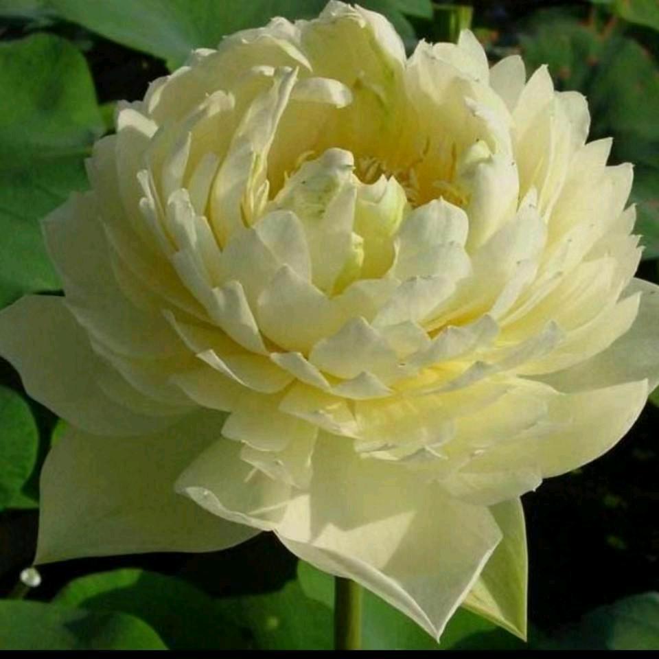 南良庄村永红批发花圈纸货
