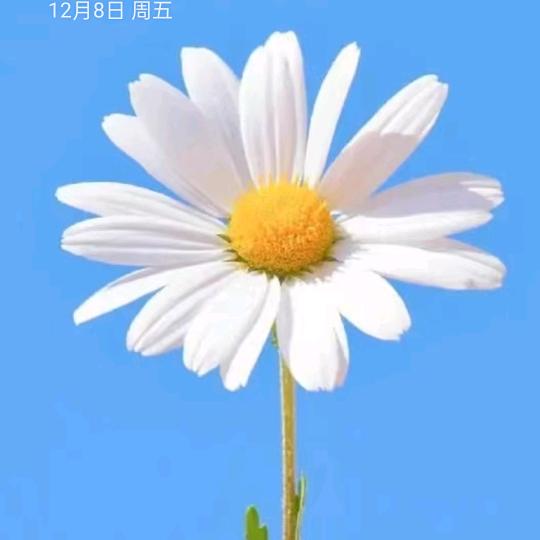 花好月圆人团圆