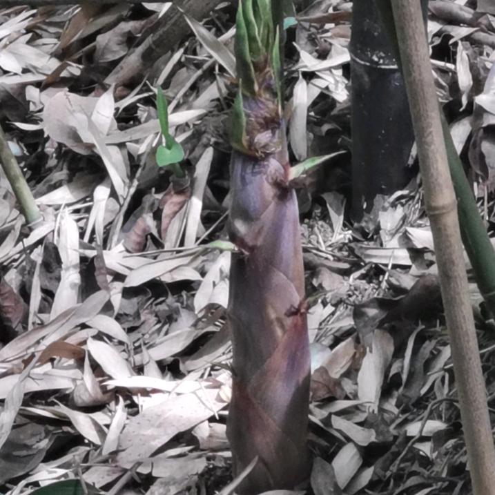 红尘无影