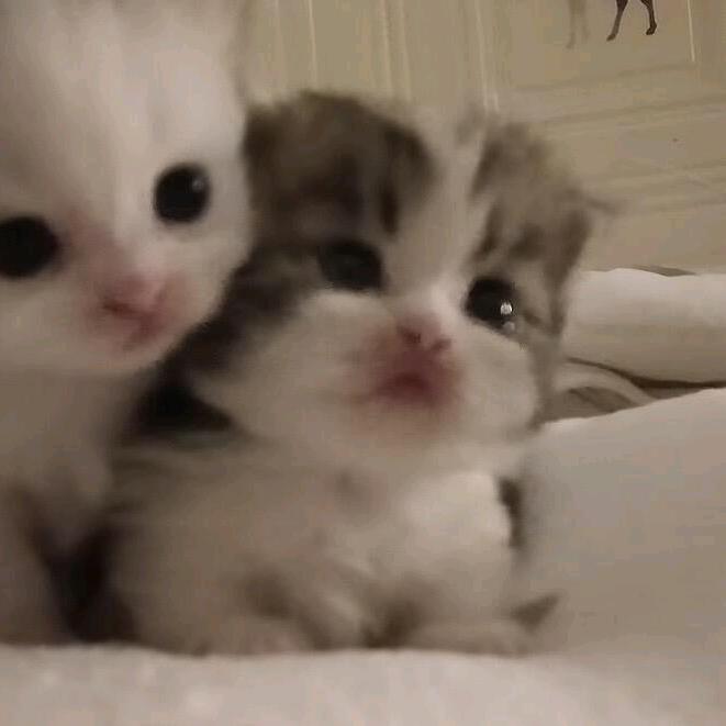 朱古力不是小猪是小狗