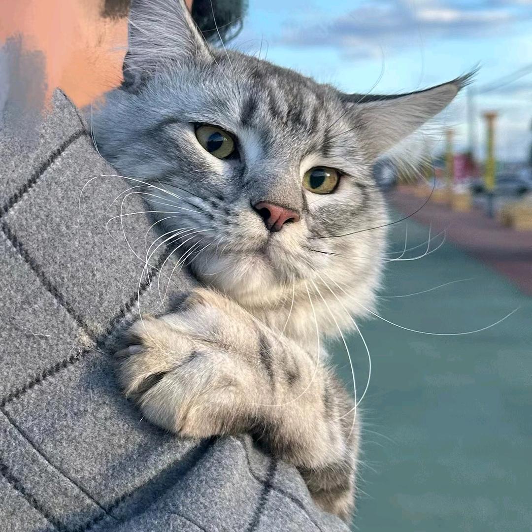 超超敌奥特少盟主