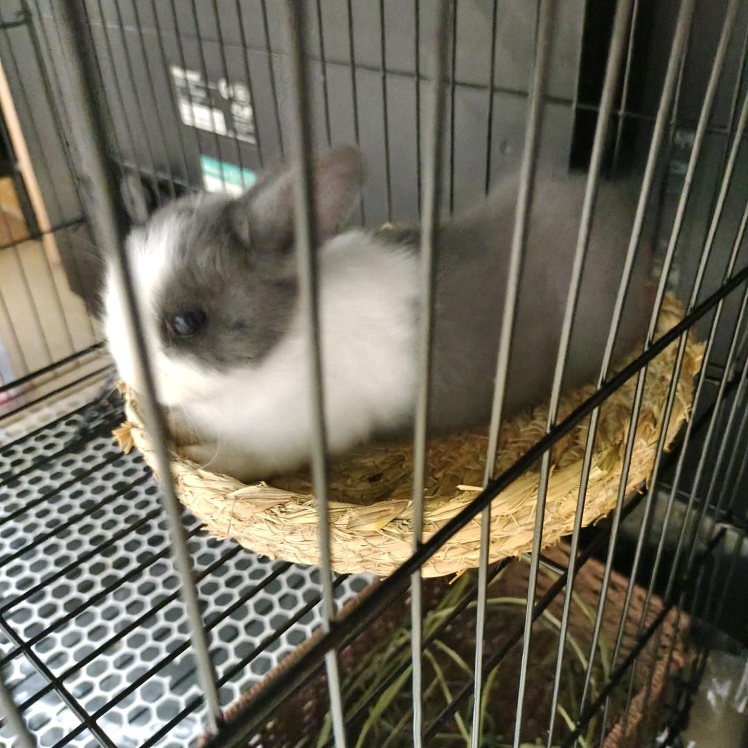 想毛球的几百天