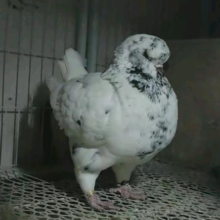 彩云鸽业★观赏鸽养殖