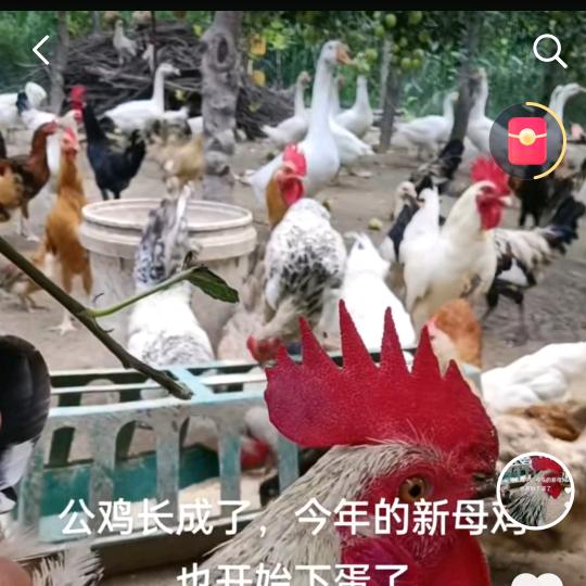 原生态养殖刘姐，